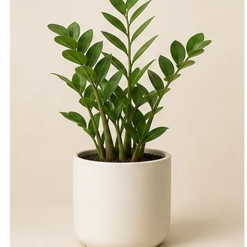 ZZ Plant — 17 cm Pot