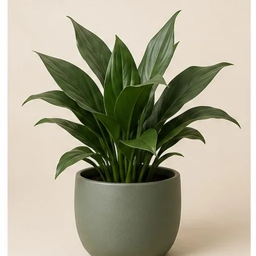Cast Iron Plant — 24 cm Pot