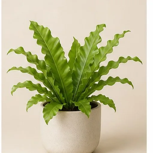 Bird's Nest Fern — 12 cm Pot
